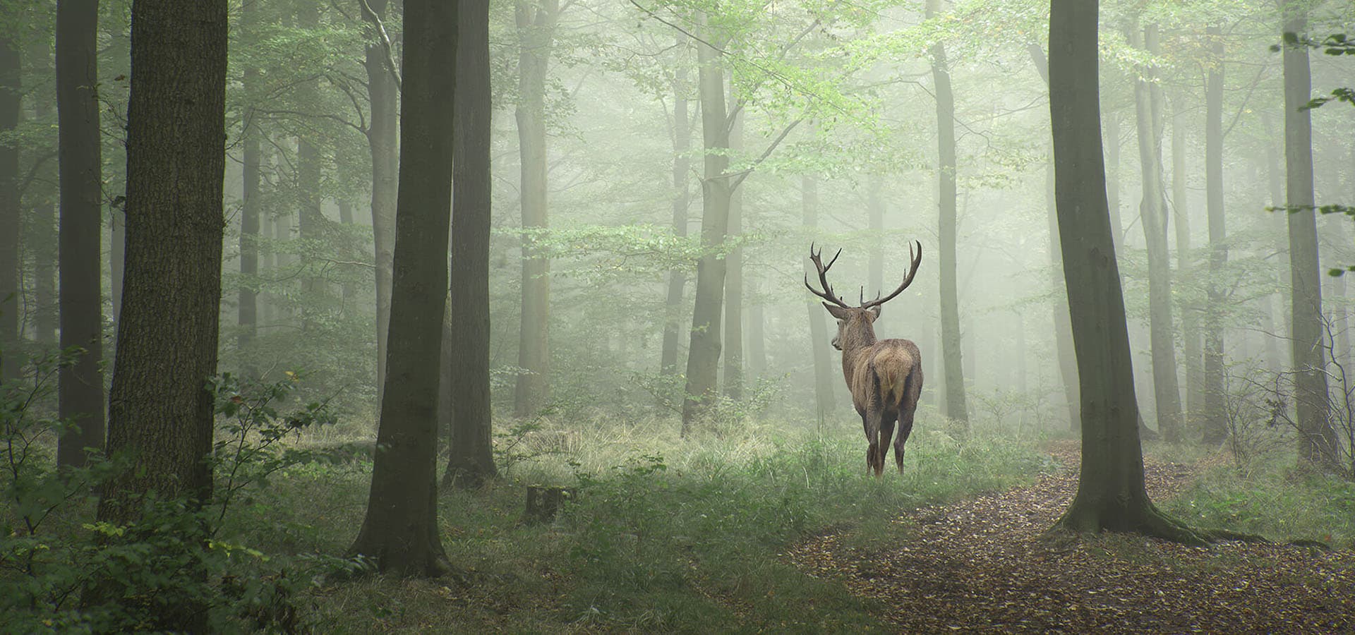 Junger Hirsch im Wald